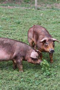 Genètica Duroc - Gepork
