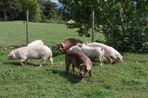 Genètica - Gepork