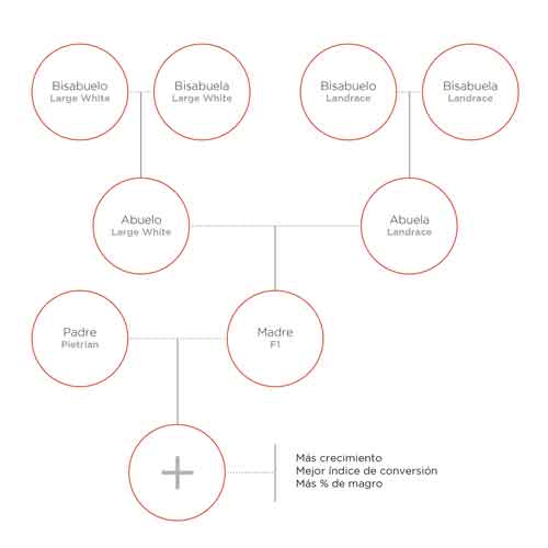 arbol-geneologico-gepork