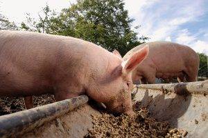 Distribució alimentació - Gepork