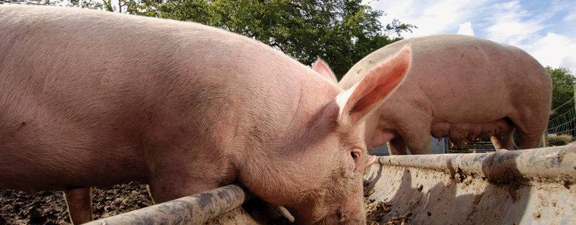 Distribució alimentació - Gepork