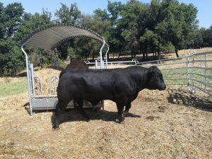 Toro Aberdeen Angus