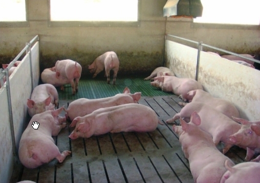 Animales de granja: Cuáles son y cómo aumentar la producción - Zotal